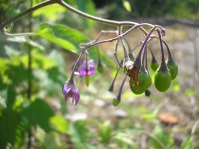 file:///home/gadget/actPAULETTE/PauletteVIGNETT400/SOLANACEE/Solanum%20dolce%20camara%20(Morelle%20douce-am%C3%A8re)%2006-06%20fruit1.JPG