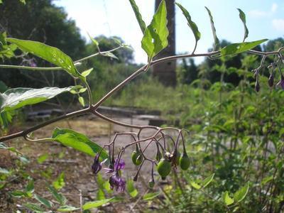 file:///home/gadget/actPAULETTE/PauletteVIGNETT400/SOLANACEE/Solanum%20dolce%20camara%20(Morelle%20douce-am%C3%A8re)%2006-06%20fruit2.JPG