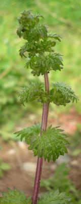 file:///home/gadget/actPAULETTE/Paulette%20VIGNETTES%20PAR%20FAMILLE/URTICACEE/Urtica%20urens%20(Petite%20ortie)%2004-08%20plante.jpg