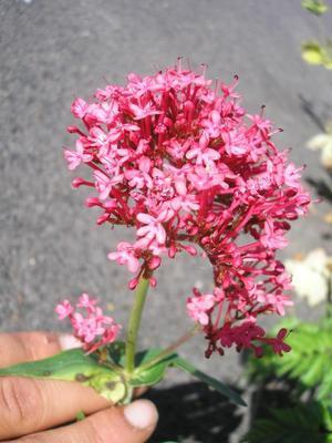file:///home/gadget/actPAULETTE/Paulette%20VIGNETTES%20PAR%20FAMILLE/VALERIANACEE/Centhrantus%20ruber%20(Val%C3%A9riane%20rouge)%2006-06%20fleurs.JPG