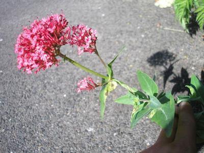 file:///home/gadget/actPAULETTE/Paulette%20VIGNETTES%20PAR%20FAMILLE/VALERIANACEE/Centhrantus%20ruber%20(Val%C3%A9riane%20rouge)%2006-06%20plante.JPG