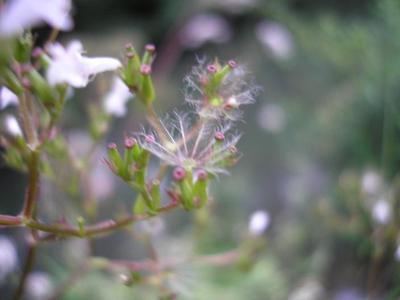 file:///home/gadget/actPAULETTE/Paulette%20VIGNETTES%20PAR%20FAMILLE/VALERIANACEE/Valeriana%20officinale%20(val%C3%A9riane%20officinale)%2006-07%20%20fleur%20d%C3%A9tail.JPG