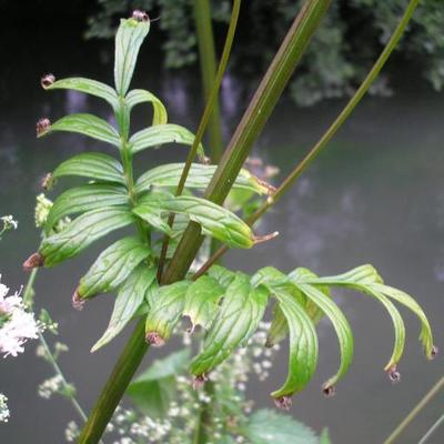 file:///home/gadget/actPAULETTE/Paulette%20VIGNETTES%20PAR%20FAMILLE/VALERIANACEE/Valeriana%20officinalis%20(Val%C3%A9riane%20officinale)%2006-07%20feuille2.JPG