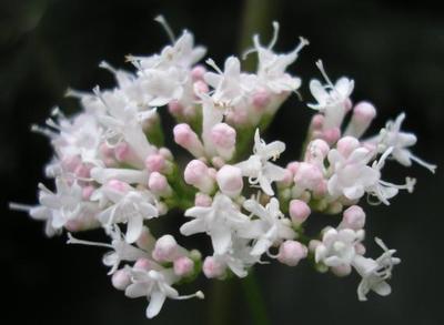 file:///home/gadget/actPAULETTE/Paulette%20VIGNETTES%20PAR%20FAMILLE/VALERIANACEE/Valeriana%20officinalis%20(Val%C3%A9riane%20officinale)%2006-07%20fleur2.JPG