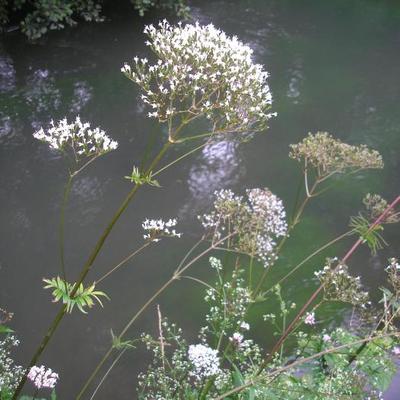 file:///home/gadget/actPAULETTE/Paulette%20VIGNETTES%20PAR%20FAMILLE/VALERIANACEE/Valeriana%20officinalis%20(Val%C3%A9riane%20officinale)%2006-07%20plante.JPG