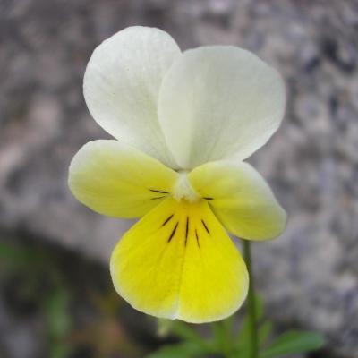 file:///home/gadget/actPAULETTE/PauletteVIGNETT400/VIOLACEE/Viola%20tricolor%20(Pens%C3%A9e%20sauvage)%2005-08%20fl11.jpg
