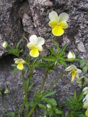 file:///home/gadget/actPAULETTE/PauletteVIGNETT400/VIOLACEE/Viola%20tricolor%20(Pens%C3%A9e%20sauvage)%2005-08%20p2.jpg